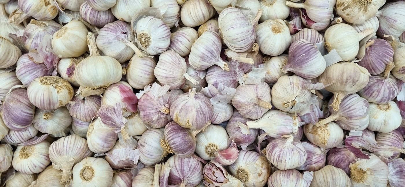 Garlic graded for export