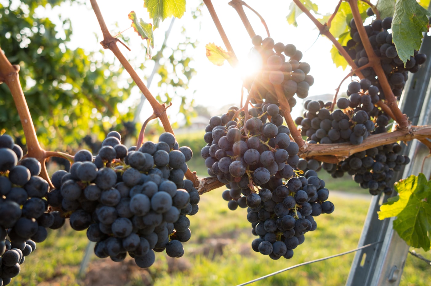 Grapes graded for export