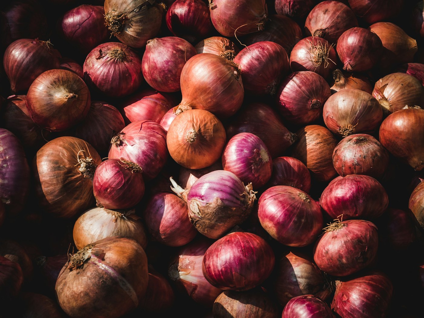 Onion graded for export